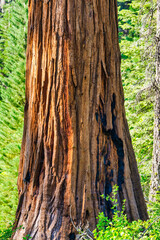 Sequoia National Park and Kings Canyon. Giant sequoia trees, forest trails, wooden fence and hiking trail, Kings River Canyons
