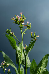 Tobacco plant with green leaves and pink flowers against stormy sky.