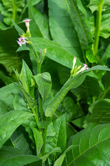 Close up of green tobacco leaves and pink flowers in garden.