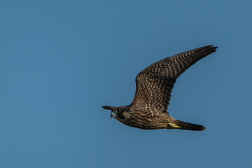 A juvenile peregrine falcon in flight 