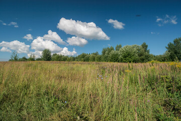 Fototapeta premium Blooming summer meadow, Nizhny Novgorod, Russia.