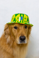 Golden retriever dog wearing a typical hat decorated with the Brazilian flag. White background