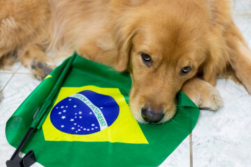 Golden retriever dog looking up lying down on brazilian flag. Top view angle