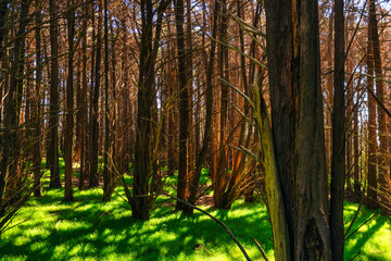 red wood forest outdoor nature summer