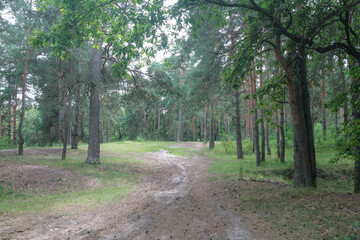 A path through the summer forest