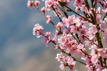 Pink blossoms against a blue sky