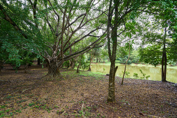 The King Rama IX city park in the island of  Phuket, Thailand