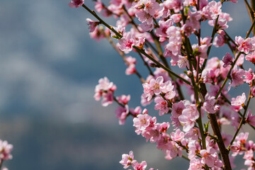 Pink blossoms against a blue sky