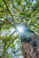 Obraz premium A large Eucalyptus gum tree standing tall, a view looking up at the canopy with blue sky and clouds in the background an impressive Forrest tree