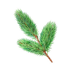 Pine tree branch element painted illustration. Hand drawn evergreen conifer tree twig. Spruce branch with evergreen needles isolated on white background