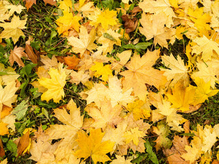 Background of wet yellow and green fallen maple leaves