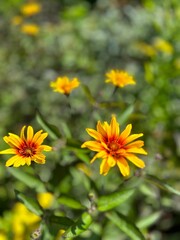 Obraz premium Garden