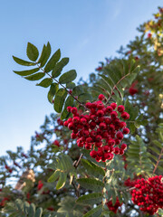 Japanese Rowan (Sorbus commixta), Edinburgh, Scotland, UK