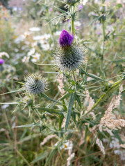 Scottish thistle (Onopordum acanthium) at Edinburgh, Scotland, UK