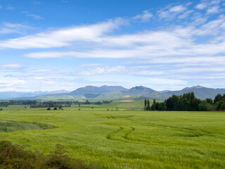 Fototapeta premium Tractor trail in a green cereal field with gorgeous mountains in the background on a sunny slightly cloudy day in New Zealand 