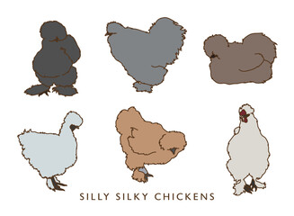 Silly Silkie Chickens - In Color!
