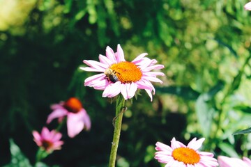 daisies in the garden