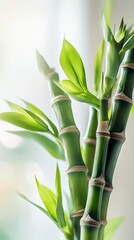 Green bamboo stalks with fresh leaves on