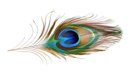 Obraz premium A Single Peacock Feather with Vibrant Colors
