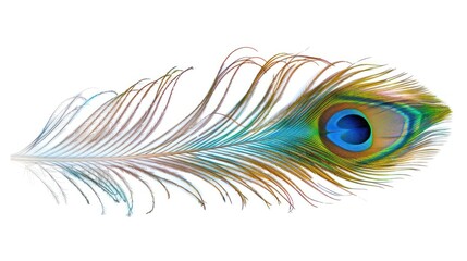 Obraz premium A Single Peacock Feather with an Eye-like Pattern