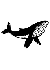 Whale | Whale Shark | Killer Whale | Aquatic Animal | Marine Life | Cetacean Family | Big Mammal Fish | Sea Animal | Original Illustration | Vector and Clipart | Cutfile and Stencil
