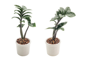 Natural green ornamental plants on a white pot which is a succulent plant Isolated on background clipping path