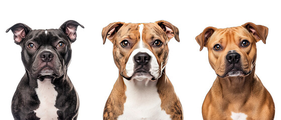 Collection of three dogs charming Staffordshire Bull Terriers set isolated on white background