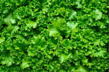 Kale is a leafy green vegetable known for its robust flavor and impressive nutritional profile. It has large, curly or flat leaves that can range in color from deep green to purple