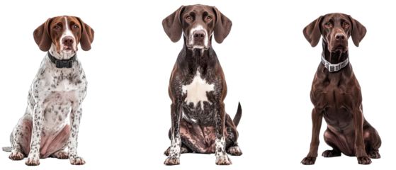 Collection of three dogs energetic German Shorthaired Pointers set isolated on white background
