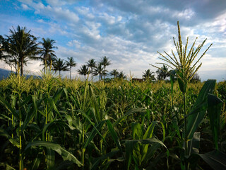 corn field in bloom with cloudy blue sky background. green corn field with blooming flowers
