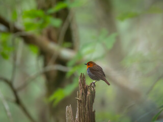 森の中に朝霧のうっすら漂う中、枯れ木の上に静かに佇むコマドリの雄