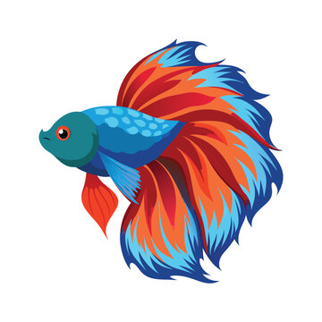 recommend clip art: Betta fish art illustration vector