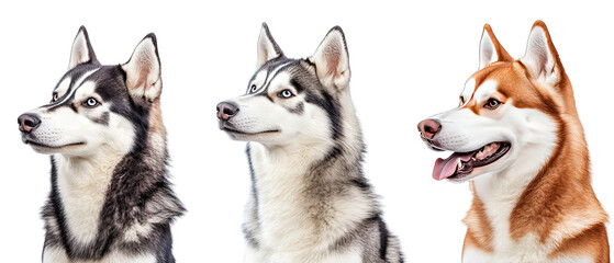Obraz premium Collection of three dogs spirited Siberian Huskies set isolated on white background