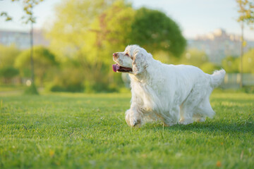 This Clumber Spaniel enjoys a quiet moment surrounded by colorful spring flowers.
