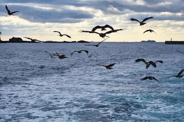 下田港　遊覧船 黒船サスケハナからの風景　美しい水平線と海鳥 コピースペースあり（静岡県下田市）