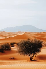 Lonely tree growing in the middle of the desert