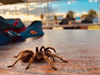 Tarantula relaxed in college with sun in the background.