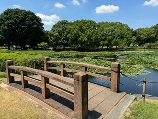Fototapeta premium wooden bridge in the park