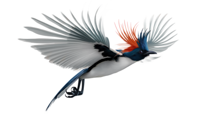 Colorful bird in flight with vibrant plumage on transparent png background