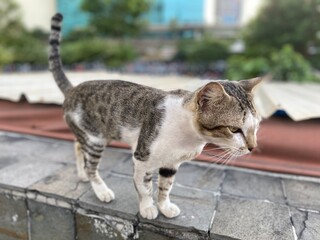 cat on the roof