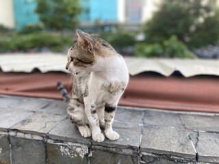 Obraz premium cat on the fence