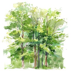 Watercolor painting of hickory trees in the woods, on isolated white background