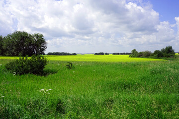 Overgrown meadow with a field of canola in the background