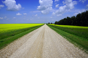Gravel road between two fields of canola in bloom