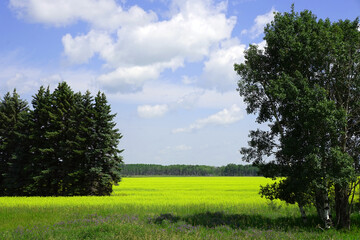 Obraz premium Canola field edged by trees under a blue sky with puffy white clouds