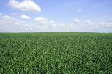 Wheat field in mid-summer under blue sky with puffy white clouds