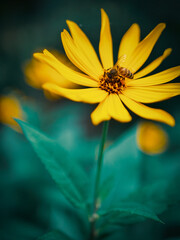 One flower can bloom with the beauty of a whole bouquet