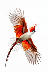 Red crested cardinal bird flying with open wings