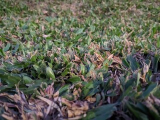 spring in the grass