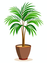Obraz premium Vector illustration of an Areca Palm in a pot